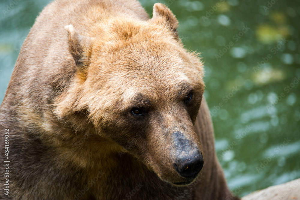 Fototapeta premium Tiere - Wildbahn -Gefangenschaft - Retten