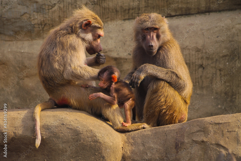 monkey family at the zoo
