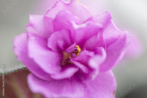 Beautiful blooming home geranium very close-up.