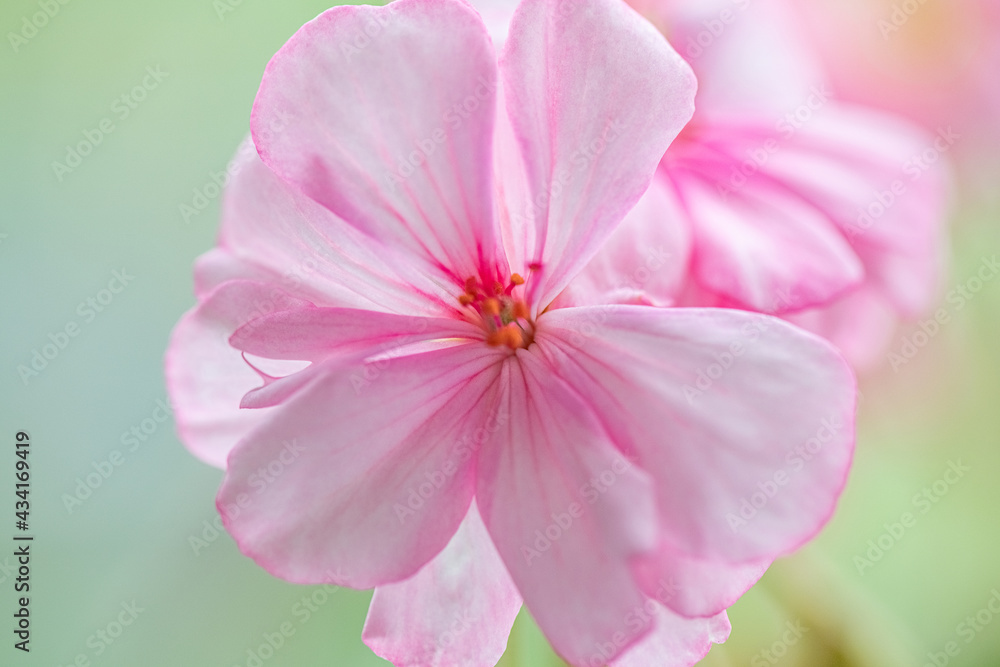 Beautiful blooming home geranium very close-up. Beautiful blooming home geranium very close-up.