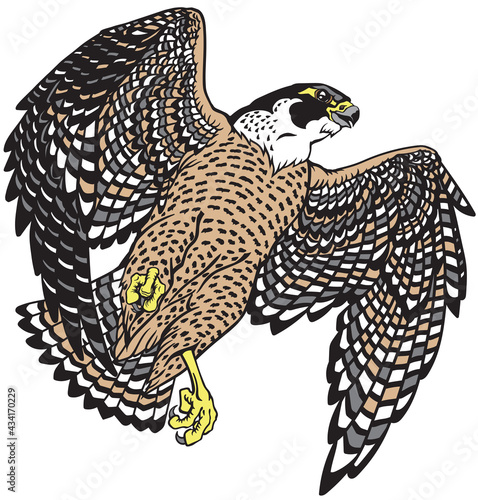  falcon a hunter in flight. Flying bird of prey. Falconry. Isolated vector illustration