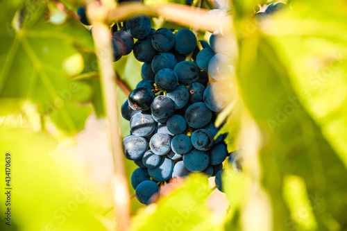 Close-up of ripe red grapes growing in a vineyard. The grapes are illuminated by golden sunlight.