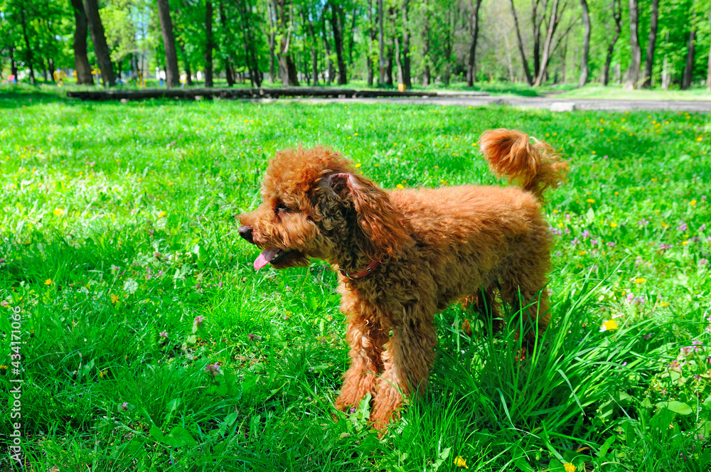Miniature red poodle playing on green lawn. Miniature red poodle playing on green lawn.