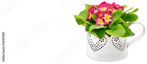 primrose in a flower pot isolated on white background. Free space for text. Wide photo .
