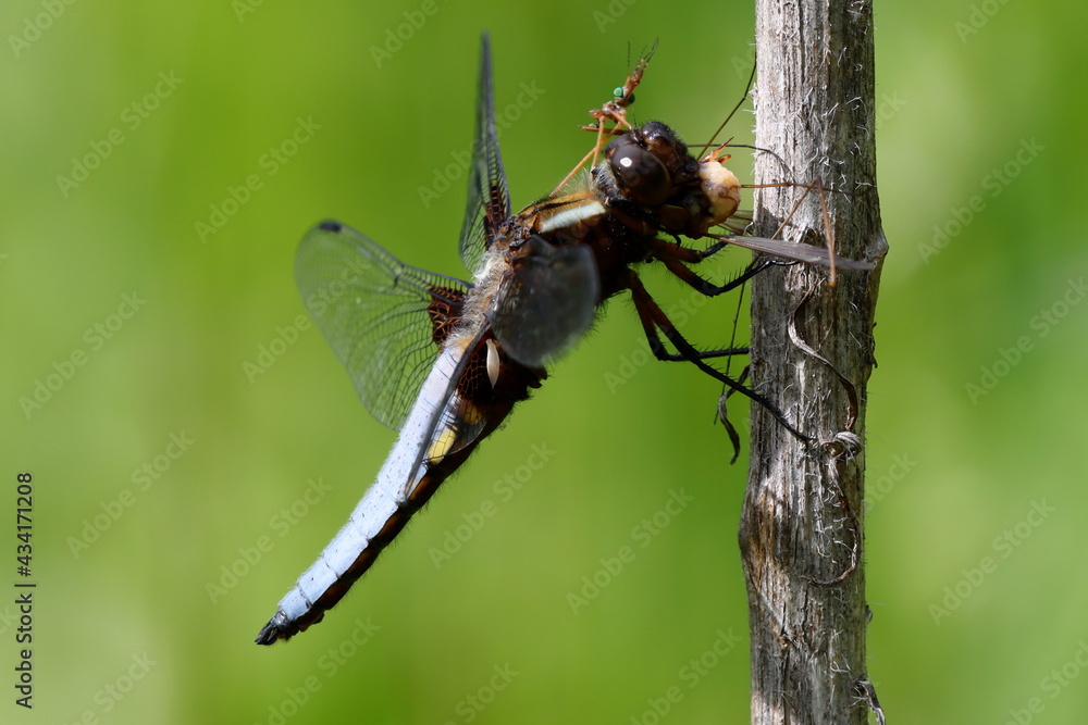 libellule déprimée mâle dévorant un moustique cousin