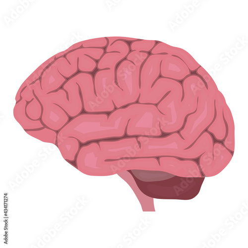Brain. realistic brain isolated on white background. Vector, cartoon illustration. Vector.
