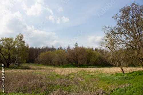 green forest with trees and grass, with paths