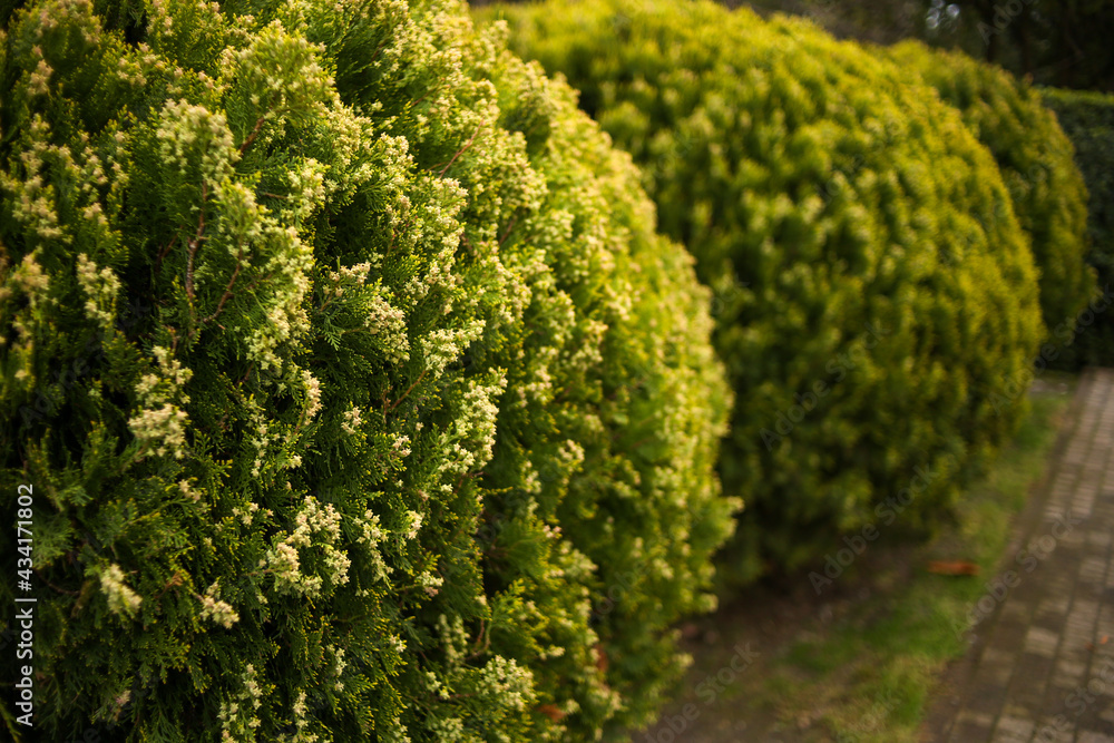 park with shrubs and green lawns, landscape design park with shrubs and green lawns, landscape design