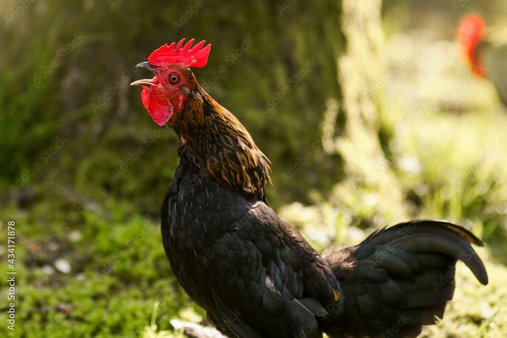 Rooster screams with an open beak, nature wake-up bell morning