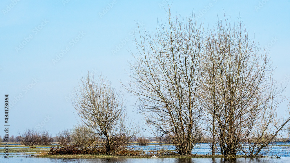 Obraz premium Flooded trees during a period of high water. Trees in water. Landscape with spring flooding of Pripyat River near Turov, Belarus.
