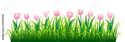 Pink tulips with green grass isolated on white background. Vector illustration