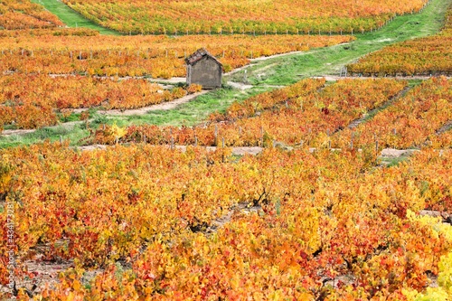 Vineyards in Beaujolais during autumn season, France photo