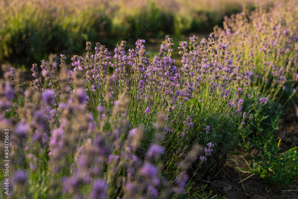 Fototapeta premium Blooming purple lavender field at sunset