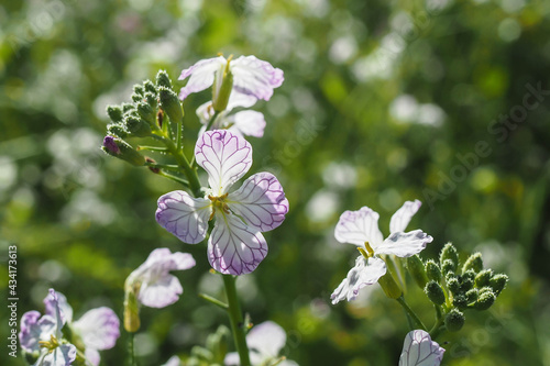 blühender Ölrettich