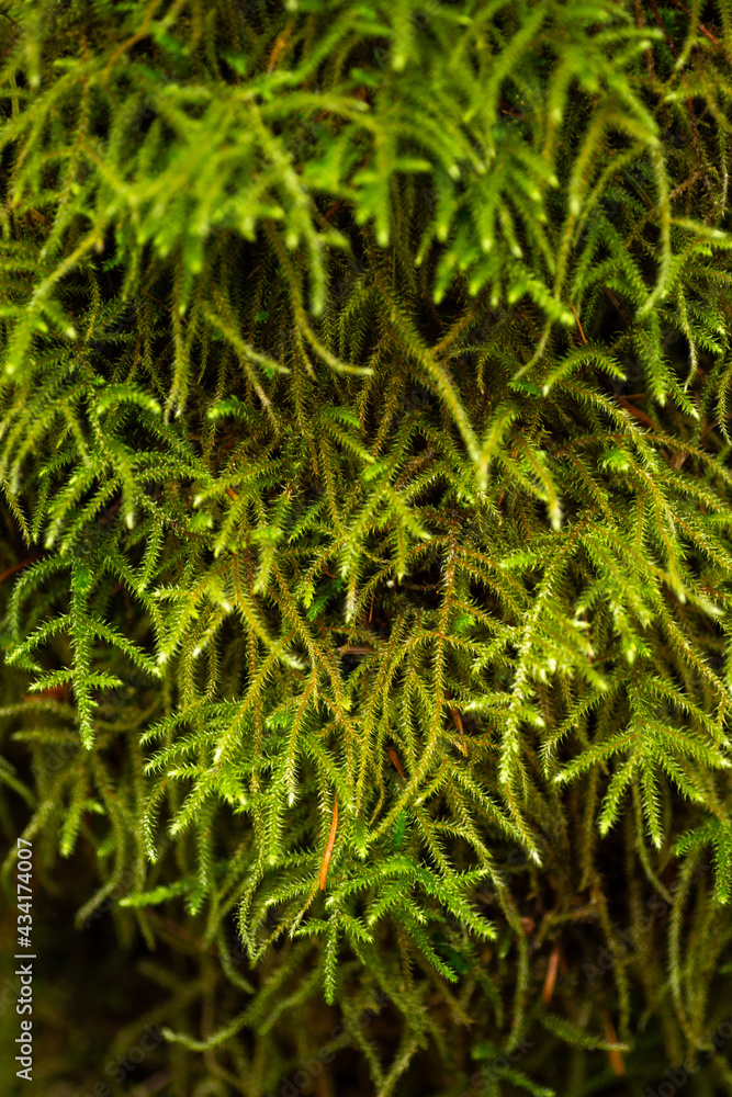 Long green moss texture close up Long green moss texture close up
