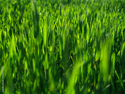 Fresh green grass background. Long fresh green grass texture background. Young green grass. lawn. Grass field ideal concept, green flooring. Natural carpet