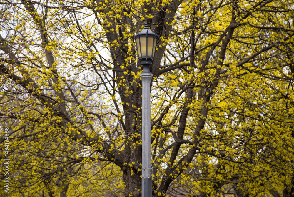 Lamppost in front of tree with yellow flowers Lamppost in front of tree with yellow flowers