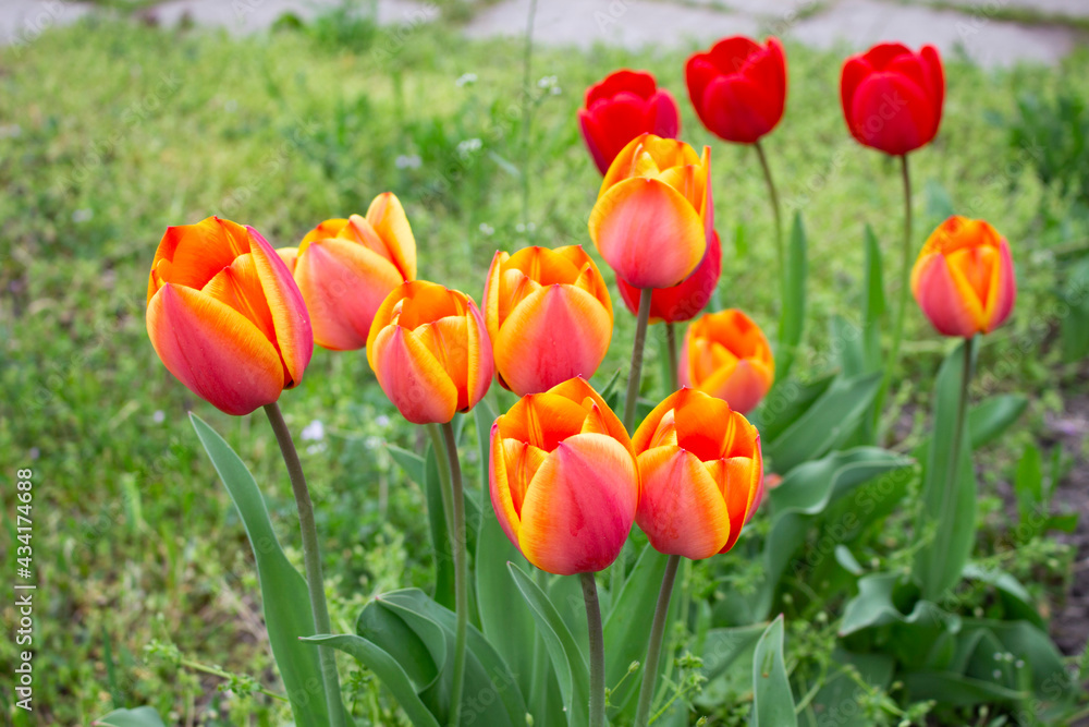 multicolored red-pink tulips growing in the garden
