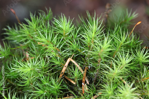 Dicranum polysetum, commonly known as wavy broom moss or rugose fork-moss