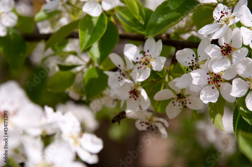 Flowering pear. Blurred background. Bees pollinate pear and cherry blossoms. Spring flowering of fruit trees.