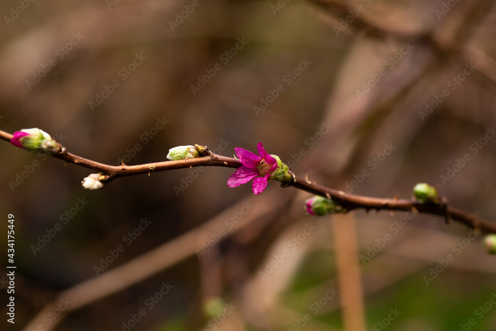 Small pink Salmonberry flower growing on a branch Small pink Salmonberry flower growing on a branch