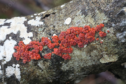 Peniophora rufa, known as red tree brain, wild fungus from Finland