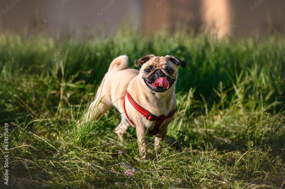 Obraz premium pug stands