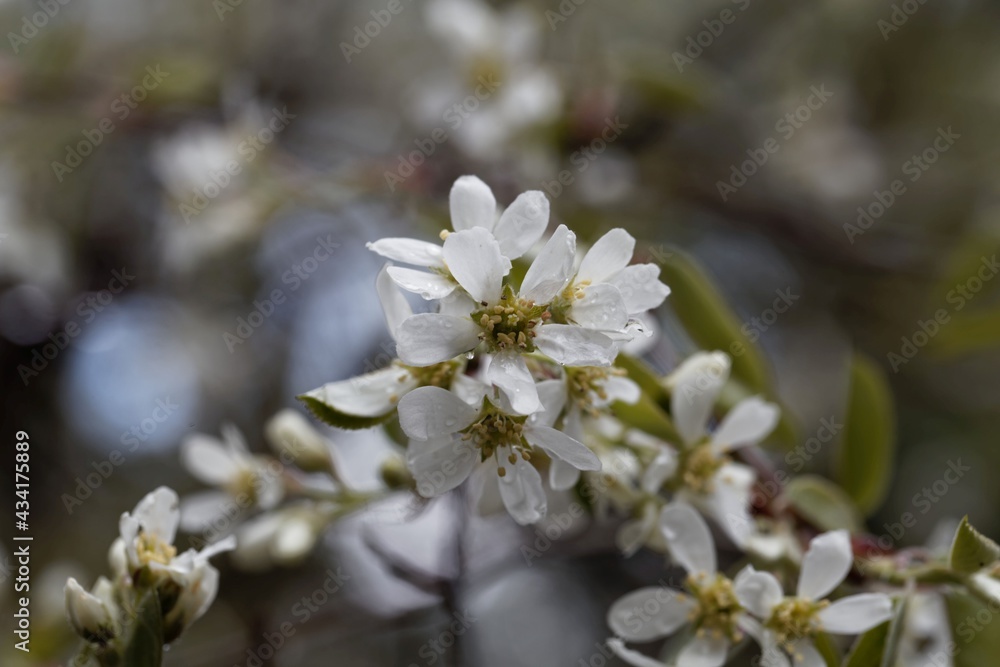 Flower of an Asian serviceberry, Amelanchier asiatica. Flower of an Asian serviceberry, Amelanchier asiatica.
