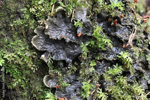Plagiomnium undulatum, known as Hart's-tongue Thyme-moss or Palm-tree Moss photo