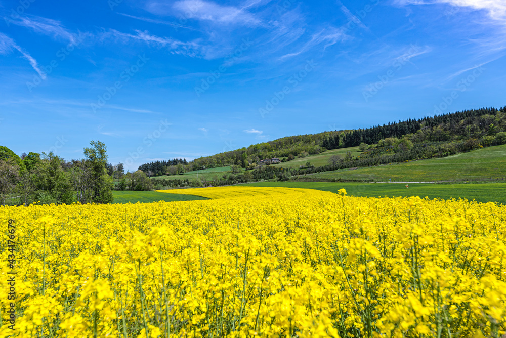 Yellow rapeseed field leading to the old stone farm on the background. France 2021