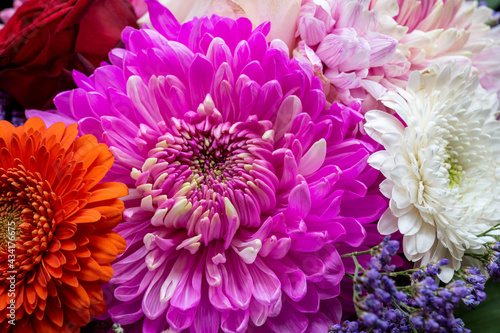 Colorful bouquet of gerberas and chrysanthemums in white and pink colors. Close-up for greeting cards  valentines day  birthday  posters.