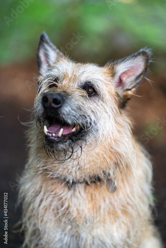 Cute mixed breed dog with beautiful bokeh outdoors.