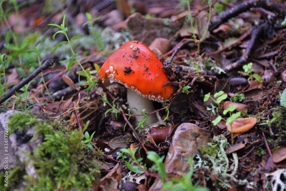 Setas venenosas de otoño