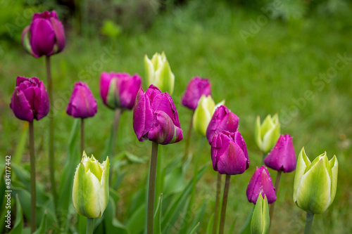 Blooming purple and green white tulips in garden in May