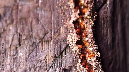 Termite Workers, Small termites, Termites workers repairing a tunnel on Tree.