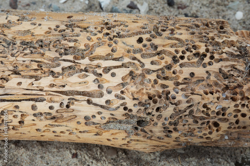 Driftwood