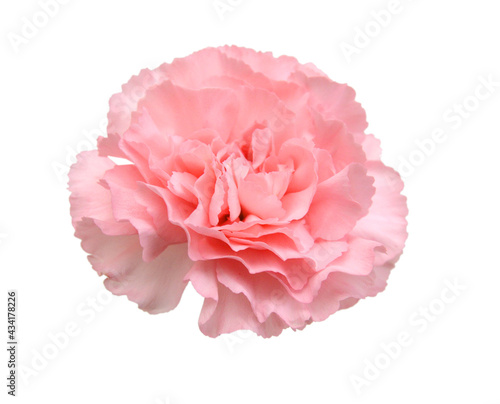 Stack Carnation flowers on white background