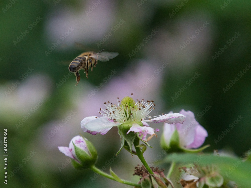 Biene Anflug Biene Anflug
