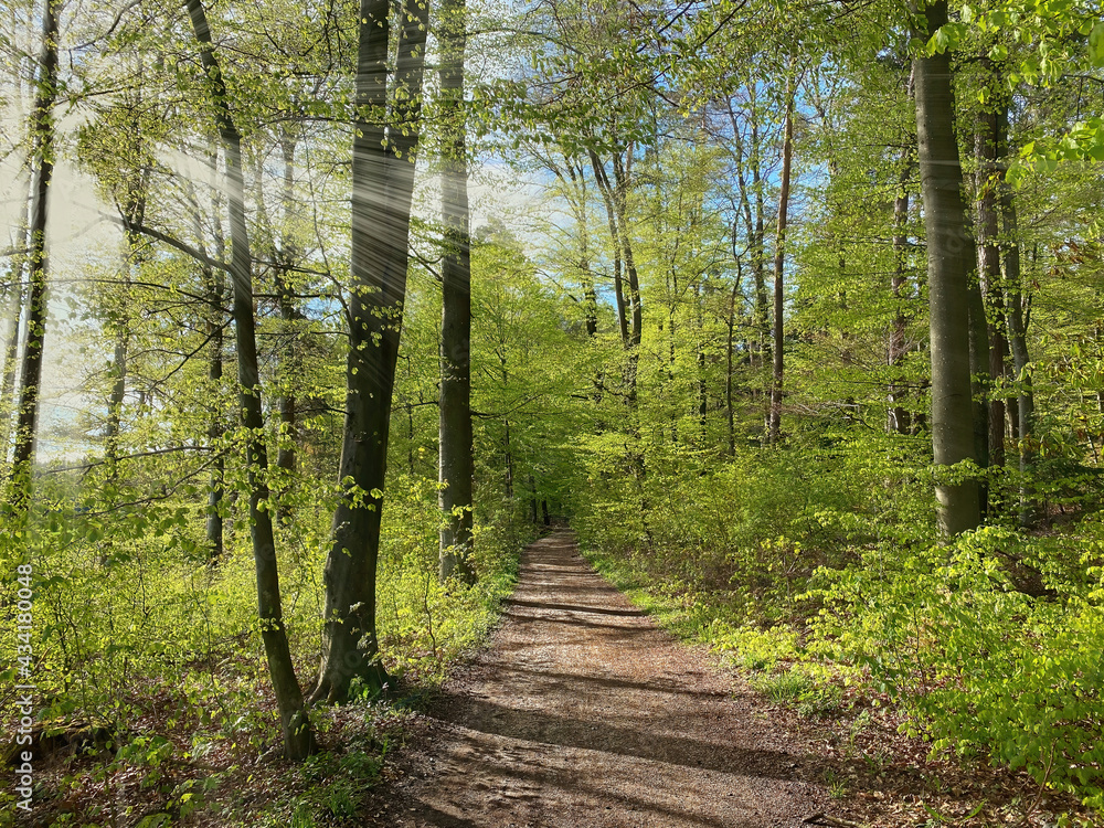 Bavarian Forest walk into the sunshine for a real dreaming phase Bavarian Forest walk into the sunshine for a real dreaming phase