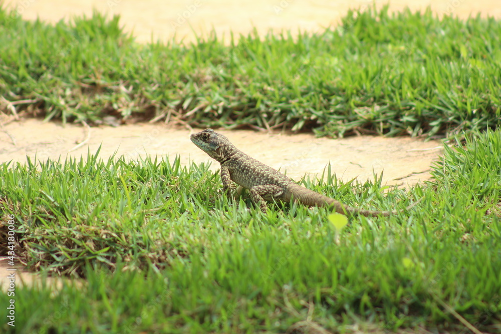 Naklejka premium Calango