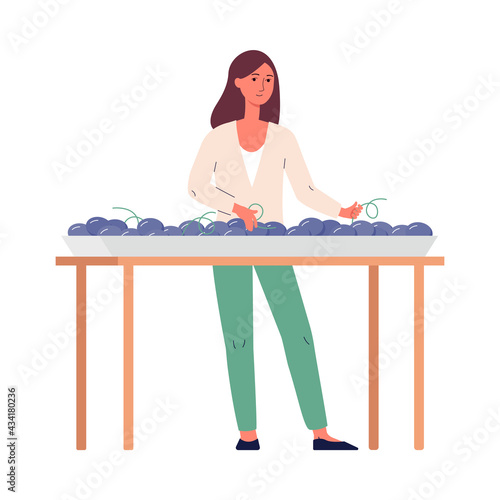 Woman sorting grape for wine making, flat vector illustration isolated on white.