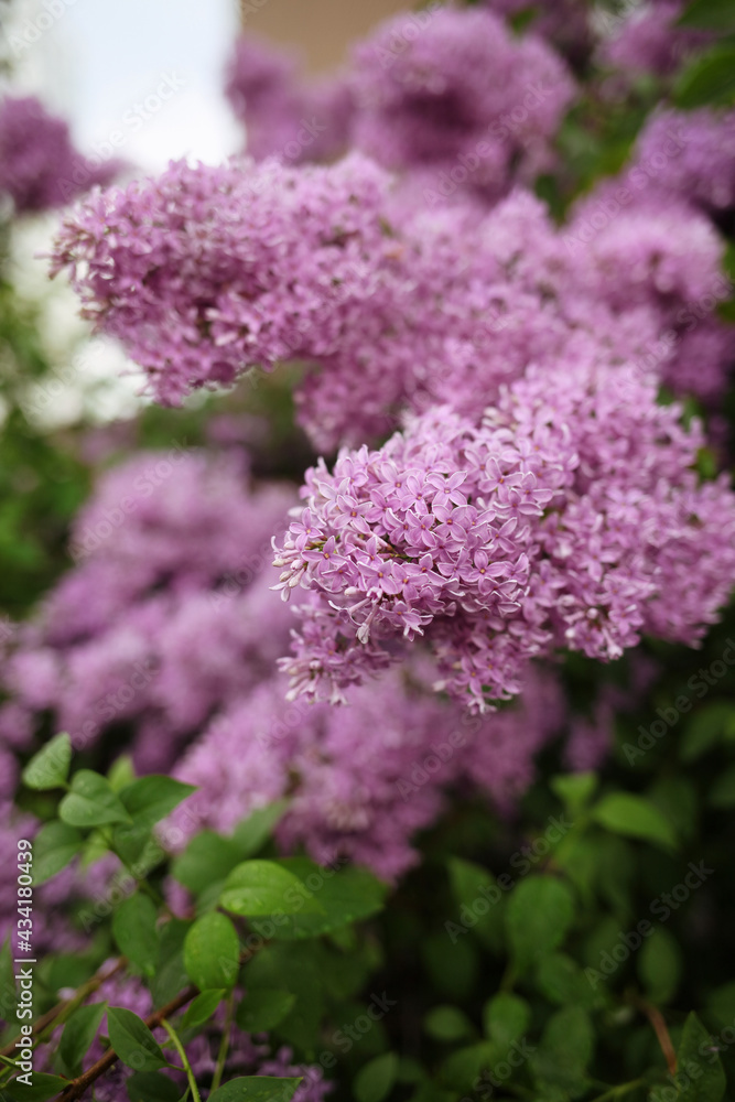 pink and purple flowers