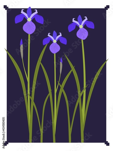 Iris blue garden flower illustration