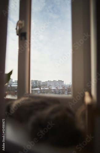 Soft focused cat sleeping on windowsill with daytime city through the window. Sharp background blurred foreground window view. Cozy domestic animal indoors