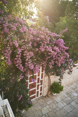 Buyukada bougainvillea flowers during sunny day. Concept of relaxing island life