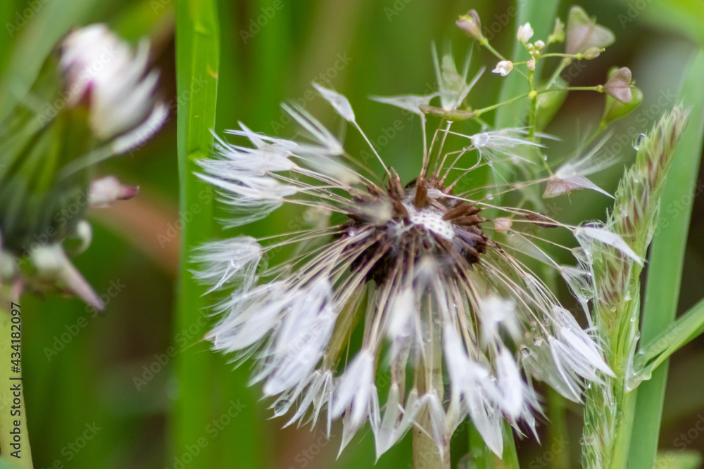 Fototapeta premium Dandelion seeds after rain in close-up macro view as raw material for rubber and gum production to produce car tires as environmental friendly and sustainable resource agricultural alternative to oil