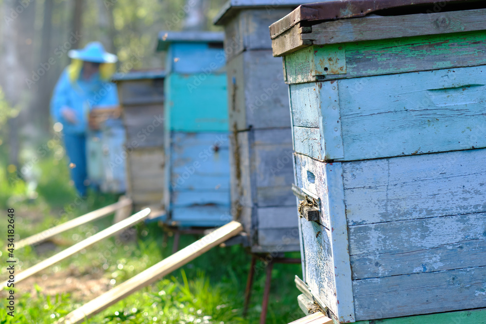 Bee hive close up, side view, bees flying into the hive, beekeeper's work Bee hive close up, side view, bees flying into the hive, beekeeper's work
