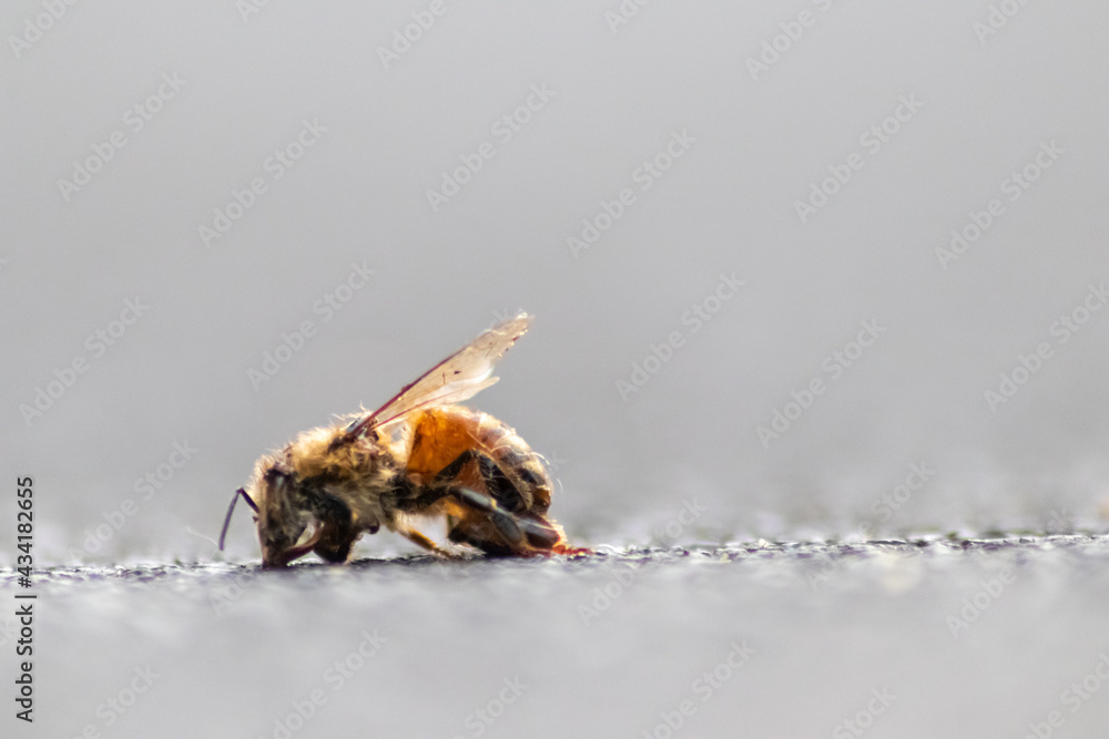 Dead bee on the ground poisoned or infected by varroamite disease or