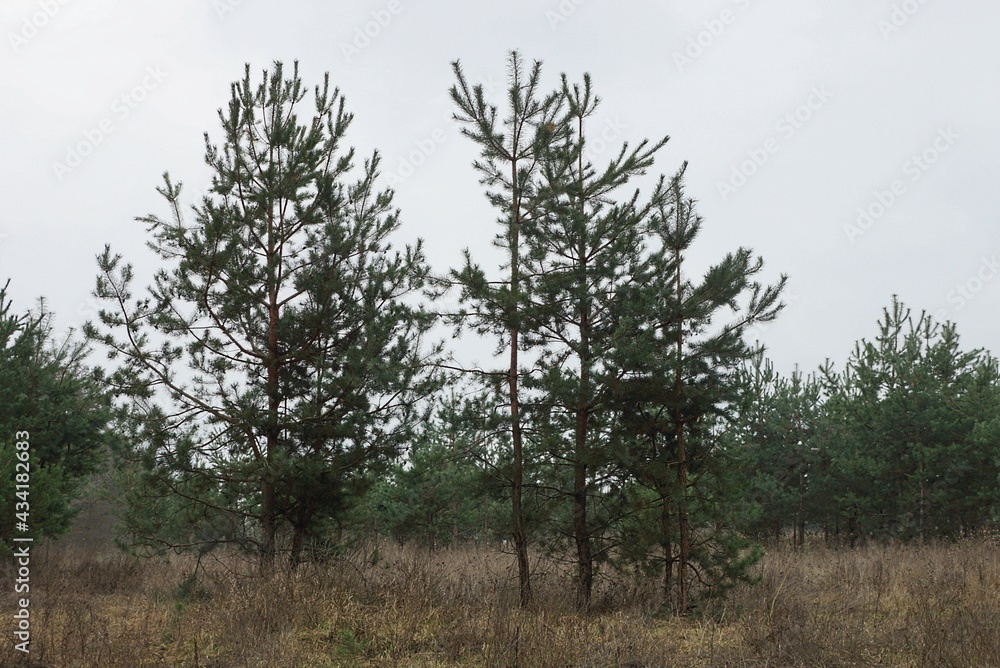 Obraz premium small green pine trees in dry grass in the forest against a gray sky
