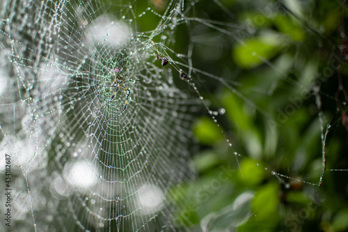 A spider in its spider web with dew rain drops, Myanmar